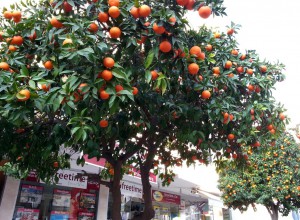 Аланья, январь. В городе тоже полно апельсиновых деревьев