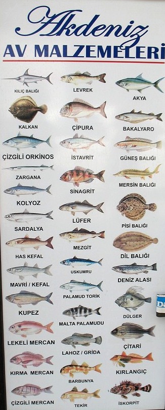 Рыбы Средиземного Моря Фото И Названия
